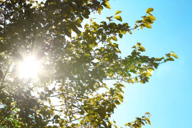 Güzel çiçek açması ağaç dalları mavi gökyüzü karşı