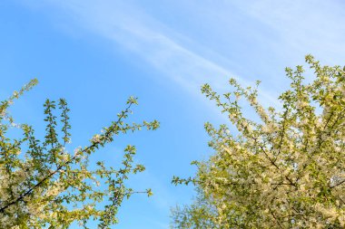 Güzel çiçek açması ağaçlar gökyüzü arka plan üzerinde