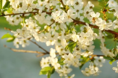 Açık havada çiçek açan güzel ağaç, yakın plan.
