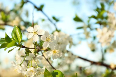 Gökyüzü arka plan, closeup güzel çiçek açması ağacı