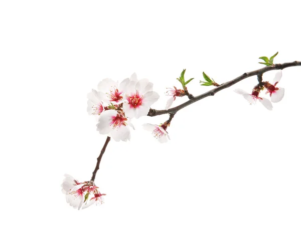 Beautiful Blossoming Branch White Background — Stock Photo, Image