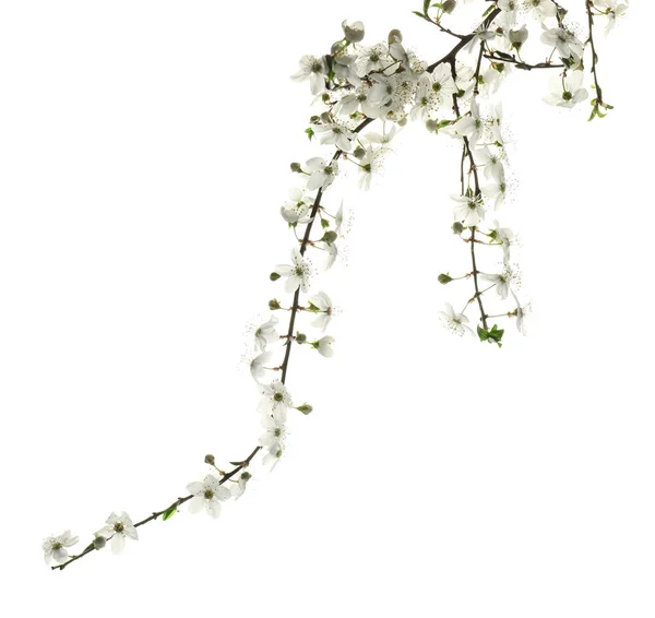 Dalları Ile Beyaz Arka Plan Üzerinde Güzel Çiçek Çiçekler — Stok fotoğraf