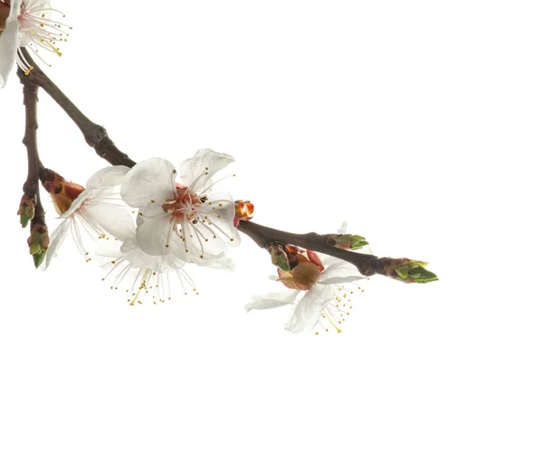 Oddział Pięknych Kwitnących Kwiatów Białym Tle — Zdjęcie stockowe