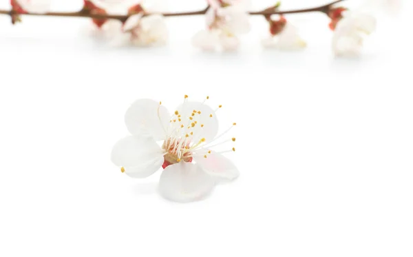 Beautiful Blooming Flower White Background — Stock Photo, Image