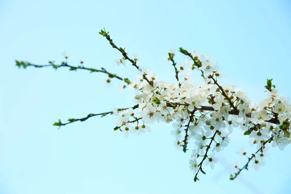 Belos Ramos Árvores Florescentes Contra Céu Azul — Fotografia de Stock