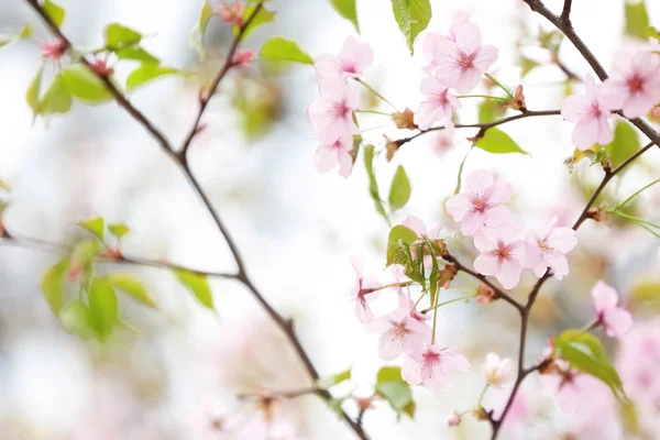 美しい開花木の枝屋外 — ストック写真