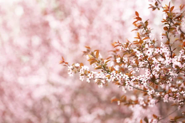Beautiful Blossoming Tree Outdoors — Stock Photo, Image
