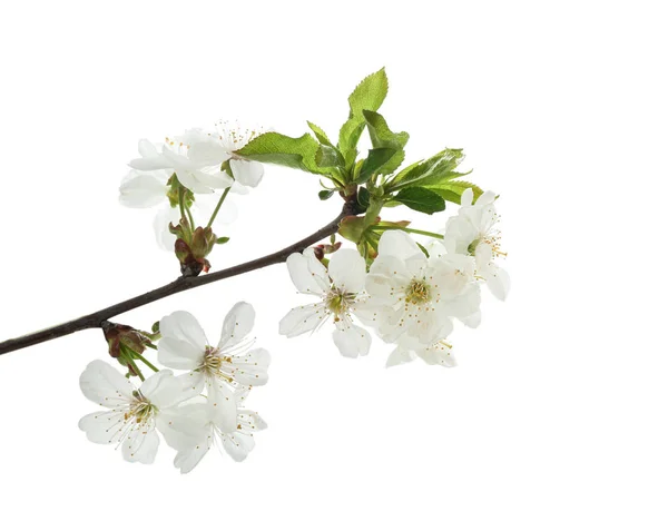 Beautiful Blossoming Branch White Background — Stock Photo, Image