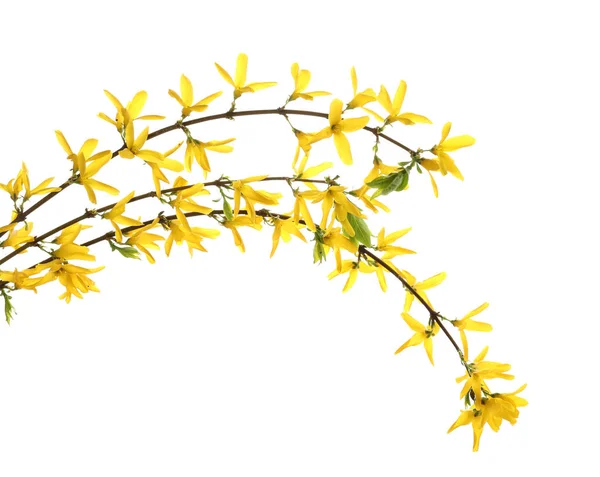 Beautiful Blossoming Branches White Background — Stock Photo, Image