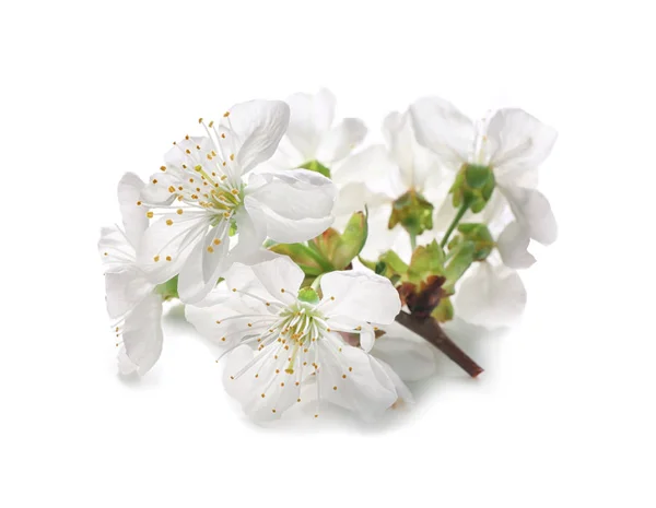 白い背景に咲く木の花 — ストック写真
