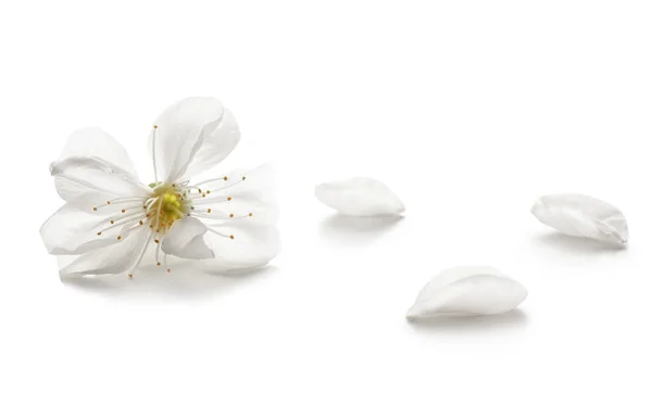 Blossoming Spring Flower Petals White Background — Stock Photo, Image