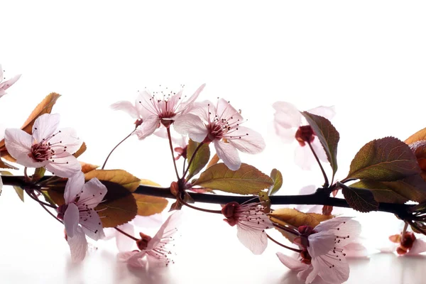 Beautiful Blossoming Branch White Background Closeup — Stock Photo, Image