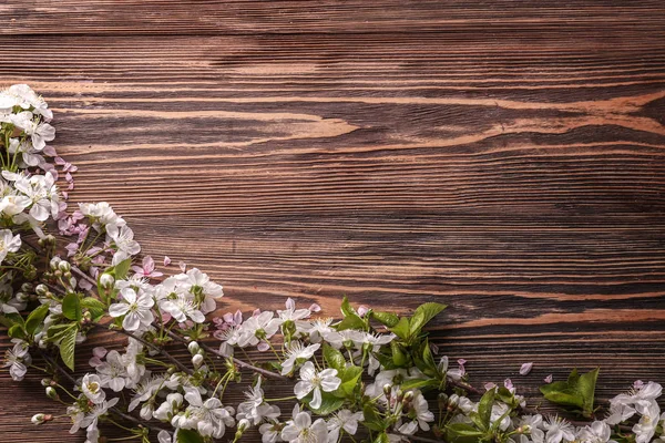 Beautiful Blossoming Branches Wooden Background — Stock Photo, Image