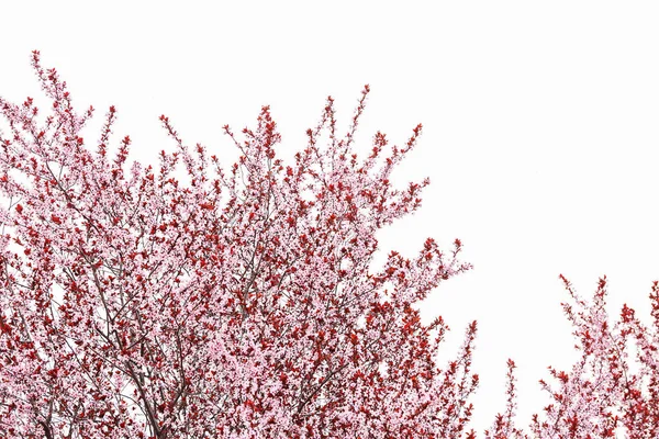 Blossoming Tree Sky Background — Stock Photo, Image