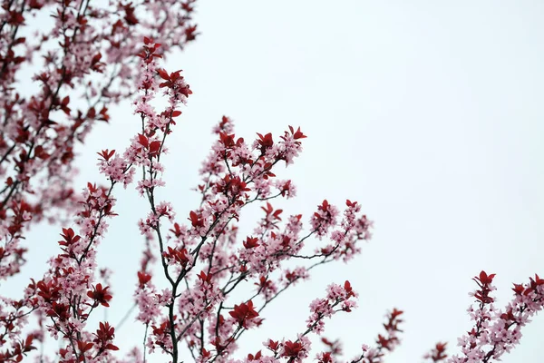 空を背景に開花ツリー — ストック写真