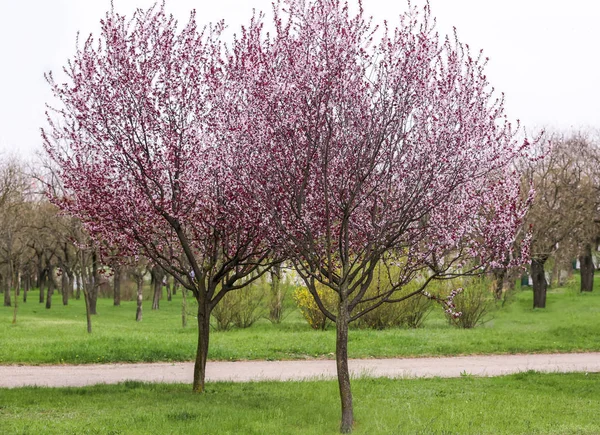 Schön Blühende Bäume Freien — Stockfoto