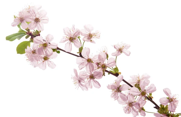 Beautiful Blossoming Branch White Background — Stock Photo, Image