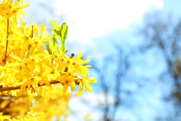 晴れた日に美しい花の木の枝 — ストック写真