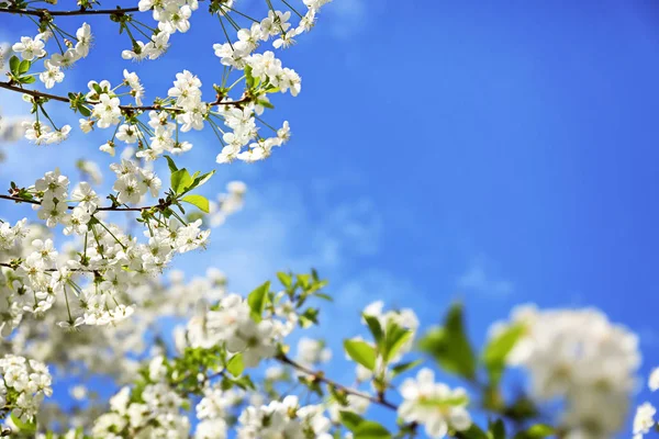 Hermosas Ramas Árboles Flor Contra Cielo Azul —  Fotos de Stock