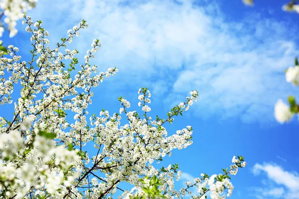 青い空を背景に美しい開花枝 — ストック写真