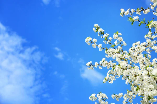 青い空を背景に美しい開花枝 — ストック写真