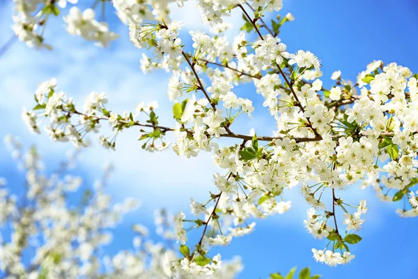 Hermosas Ramas Árboles Flor Contra Cielo Azul —  Fotos de Stock