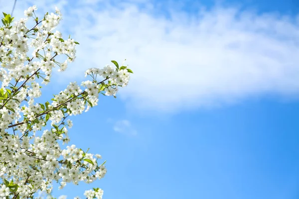 Hermosas Ramas Árboles Flor Contra Cielo Azul —  Fotos de Stock