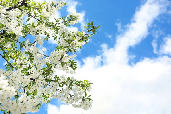 Hermosas Ramas Árboles Flor Contra Cielo Azul —  Fotos de Stock