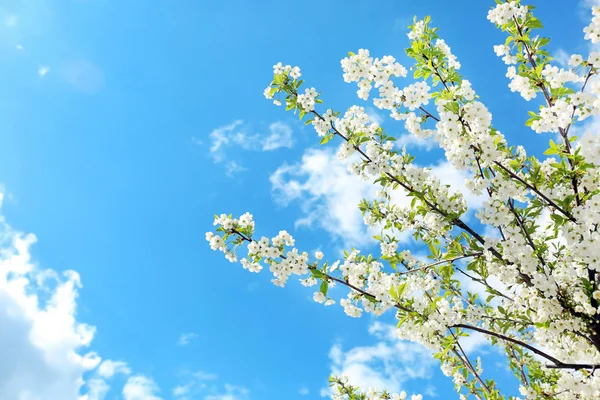 青い空を背景に美しい開花枝 — ストック写真