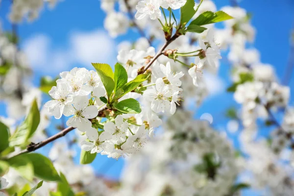 Güneşli güzel çiçek açması ağacının dalları
