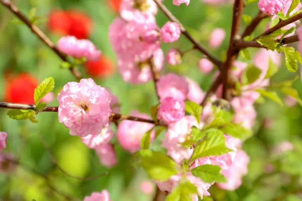 Zweig Eines Schön Blühenden Baumes Sonnigen Tag — Stockfoto