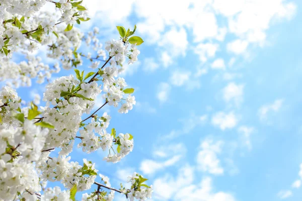 Hermosas Ramas Árboles Flor Contra Cielo Azul —  Fotos de Stock