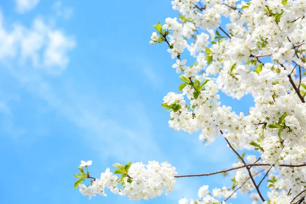 青い空を背景に美しい開花枝 — ストック写真