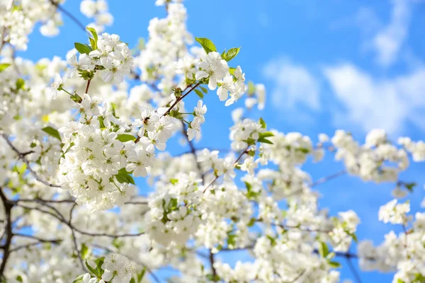 Hermosas Ramas Árboles Flor Contra Cielo Azul —  Fotos de Stock