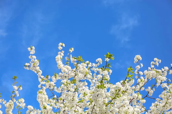 Krásné Rozkvetlé Větve Stromů Proti Modré Obloze — Stock fotografie