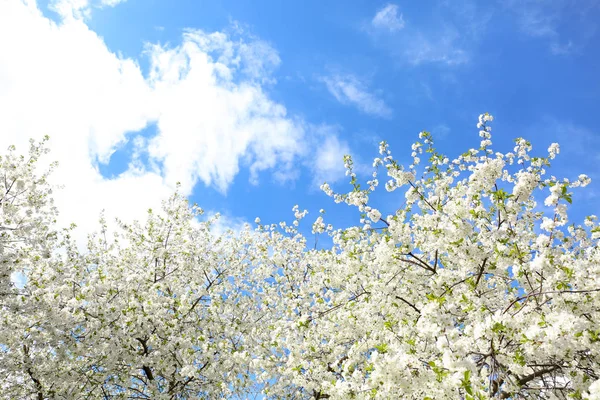 Hermosas Ramas Árboles Flor Contra Cielo Azul —  Fotos de Stock