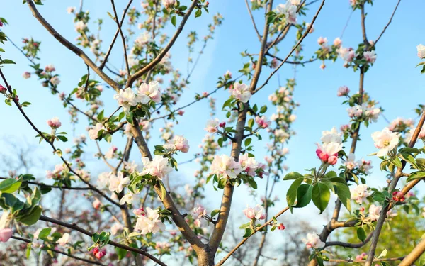 Schöne Blühende Baum Auf Himmel Hintergrund — Stockfoto