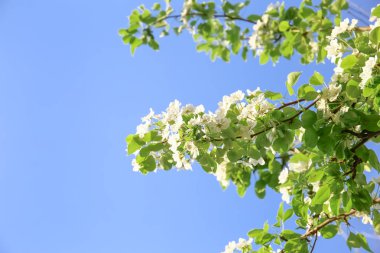 Gökyüzünde çiçek açan güzel ağaç dalları