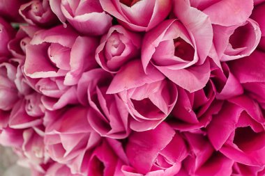 Güzel laleler, yakın çekim