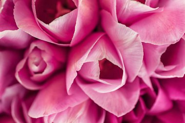 Güzel laleler, yakın çekim