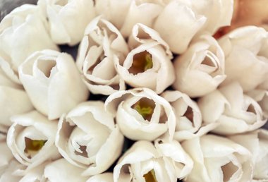 Güzel laleler, yakın çekim