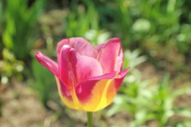 Açık havada güneşli bahar gününde güzel çiçek açması lale