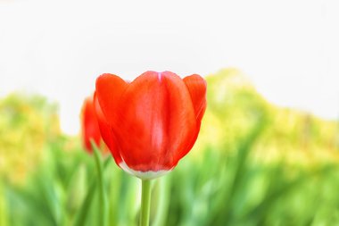 Açık havada bahar gününde güzel çiçek açan lale