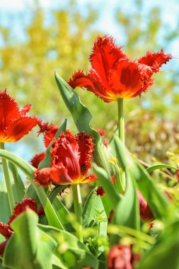 Açık havada güneşli bahar gününde güzel çiçek açması laleler