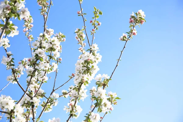空に咲く美しい木の枝背景 — ストック写真