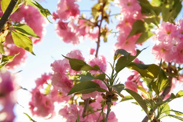 Beautiful Blossoming Tree Branches Sky Background — Stock Photo, Image