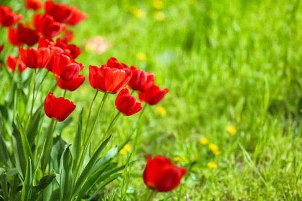 Beautiful Blossoming Tulips Outdoors — Stock Photo, Image