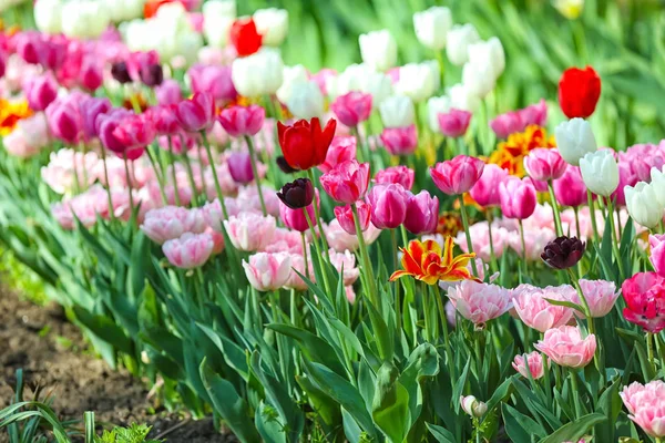 Beautiful Blossoming Tulips Outdoors — Stock Photo, Image