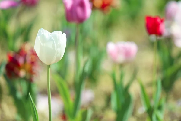 Beautiful Blossoming Tulip Outdoors — Stock Photo, Image