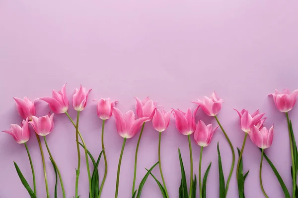 Beautiful Pink Tulips Color Background — Stock Photo, Image